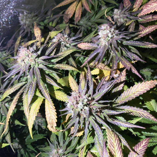 Skywalker Ghost Kush Photo Fem-3268