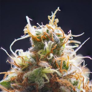 Sour Diesel Photo Fem-2903