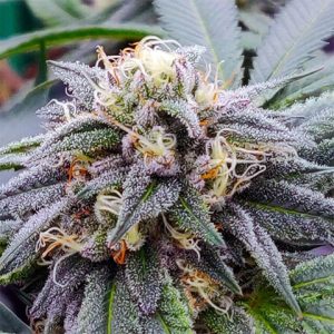 Star Killer Photo Fem-4010