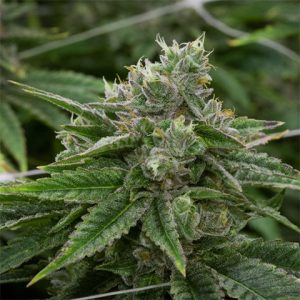 Stardawg Photo Reg-2653