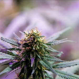 Super Silver Haze Auto Fem-0