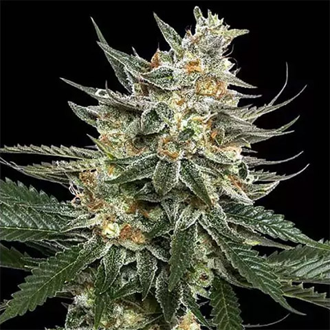 Tangie Photo Fem-2917