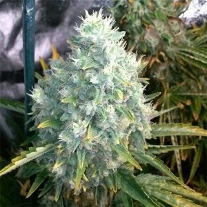 Trainwreck Photo Fem-3984