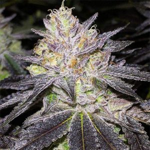 Wedding Cake Auto Fem-3539