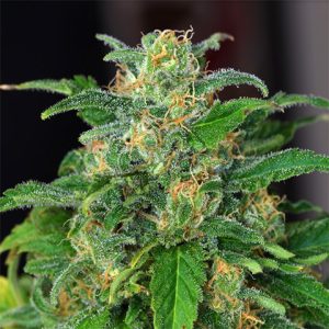 White Russian Fast Photo Fem-3535