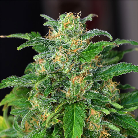 White Russian Fast Photo Fem-3535