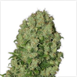 White Russian Photo Fem-0