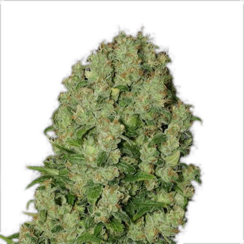 White Russian Photo Fem-0