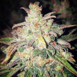 White Widow Meth Auto Fem-3328