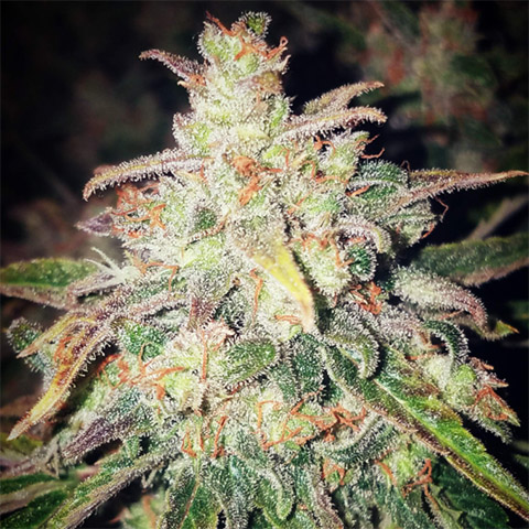 White Widow Meth Auto Fem-3328