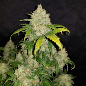 Zkittlez Auto Fem-3382