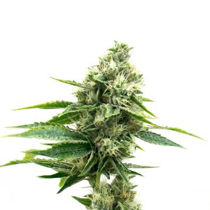 CBD 27 Photo Fem-0