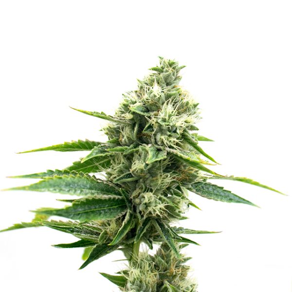 CBD 27 Photo Fem-0
