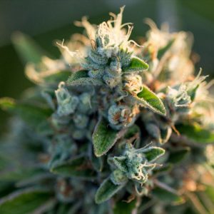 CBD 27 Photo Fem-3661