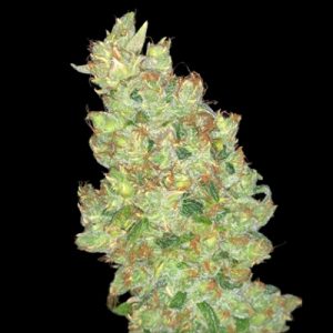 CBD AK47 Auto Fem-1739