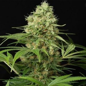 CBD AK47 Auto Fem-0
