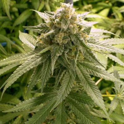 CBD AK47 Auto Fem-1738