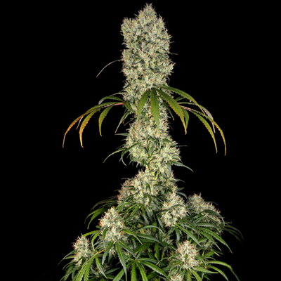 CBD Amnesia Auto Fem-0