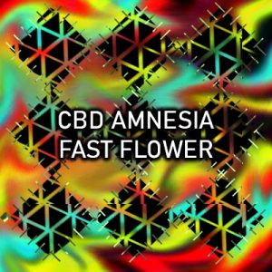 CBD Amnesia Fast Photo Fem-1763