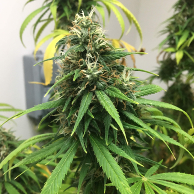 CBD Amnesia Fast Photo Fem-0