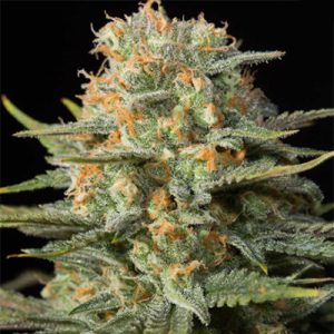 CBD Amnesia Photo Fem-1702