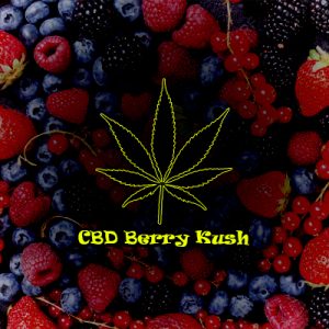 CBD Berry Kush Photo Fem-4140
