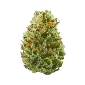 CBD Berry Kush Photo Fem-0