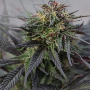CBD Black Diesel Photo Fem-0