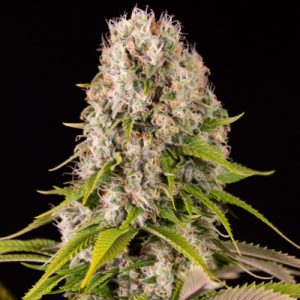 CBD Black Diesel Photo Fem-2956