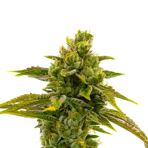 CBD Black Domina Photo Fem-0