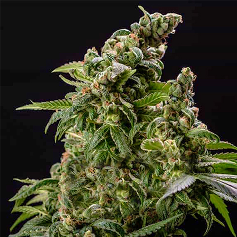 CBD Café Racer Photo Fem-0