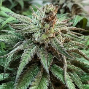 CBD Candida Photo Fem-0