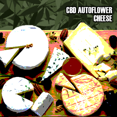 CBD Cheese Auto Fem-3099