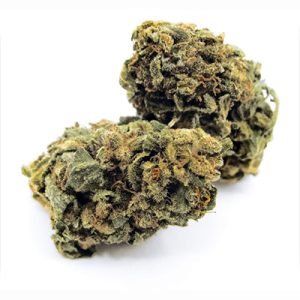 CBD Cheese Photo Fem-2982