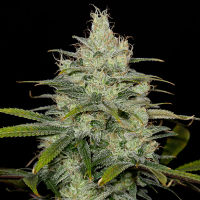 CBD Cheese Photo Fem-2981