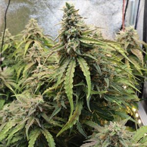 CBD Cheese Photo Fem-2980