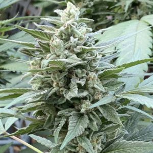 CBD Chemdog 4 Photo Fem-3184