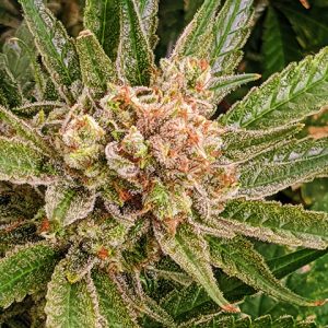 CBD Cookie Kush Photo Fem-0