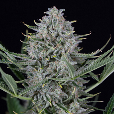 CBD Cookies Auto Fem-1731