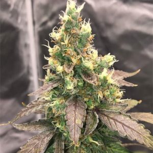 CBD Cookies Auto Fem-0