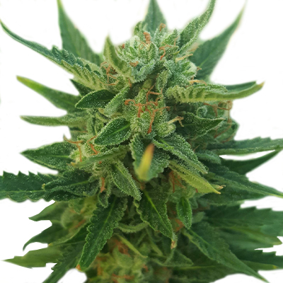 CBD Critical Auto Fem-0