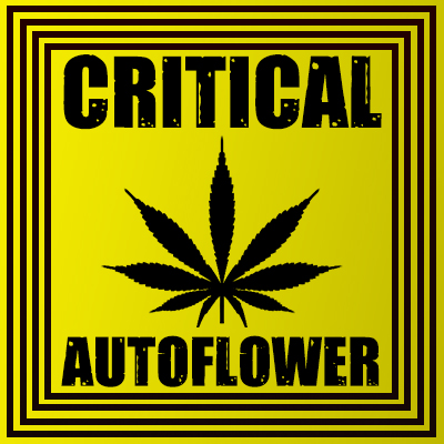 CBD Critical Auto Fem-4196