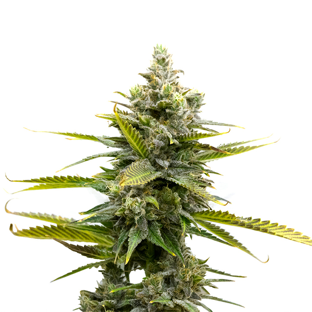 CBD Critical Mass Auto Fem-0