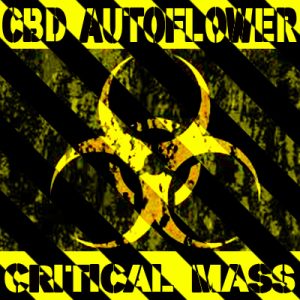 CBD Critical Mass Auto Fem-2929