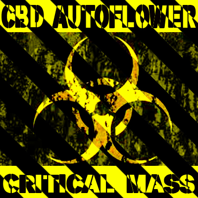 CBD Critical Mass Auto Fem-2929