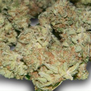 CBD Critical Mass Photo Fem-2937