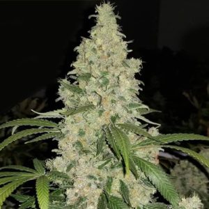 CBD Critical Mass Photo Fem-2935