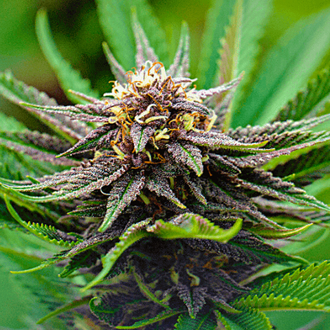 CBD Diesel Primate Photo Fem-0