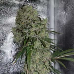CBD Diesel Photo Fem-2948