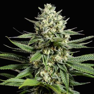 CBD Double Kush Photo Fem-0